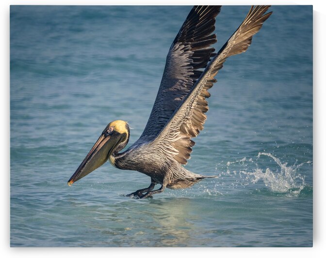 Cuban pelican splash by Justin Richard Batten