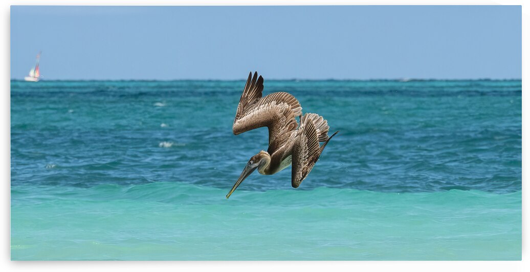 Pelican Cuban 5  Cuba by Justin Richard Batten