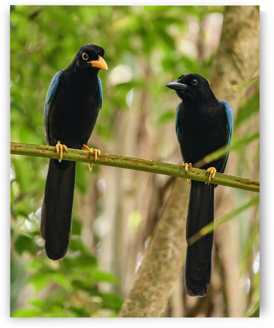 Two Yucatan Blue Jays by Justin Richard Batten