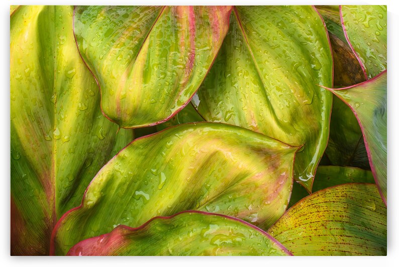 Wet Jungle Leaves closeup by Justin Richard Batten