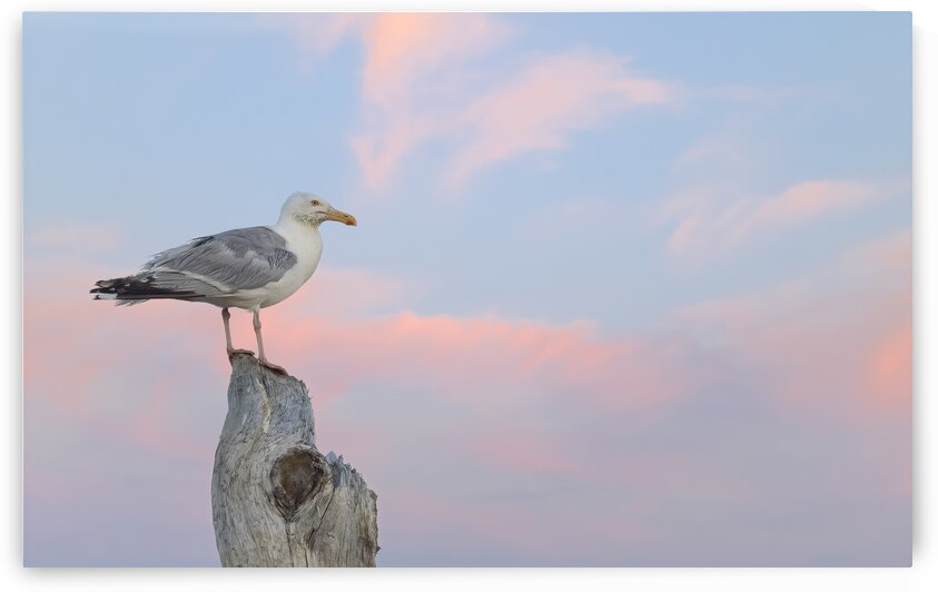 Seagull beautiful sky by Justin Richard Batten