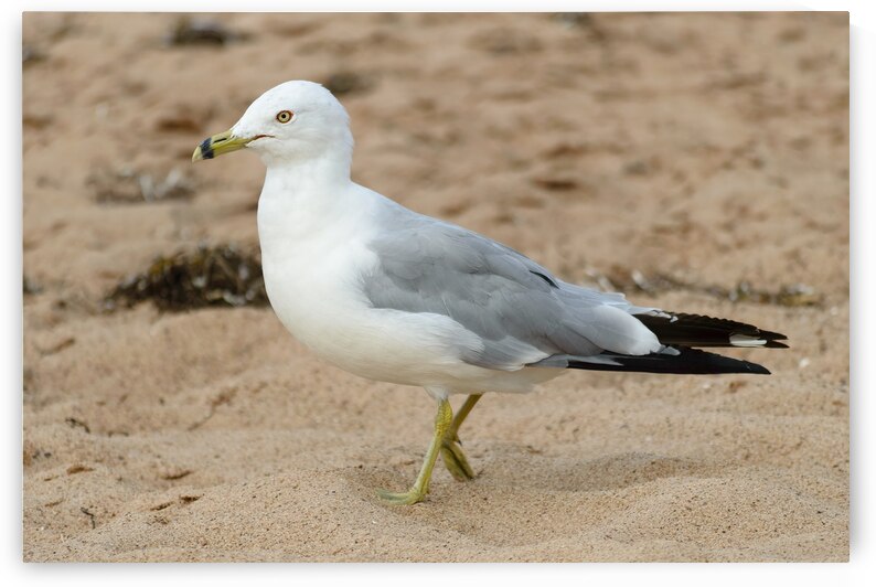 Seagull walking on beach sand by Justin Richard Batten