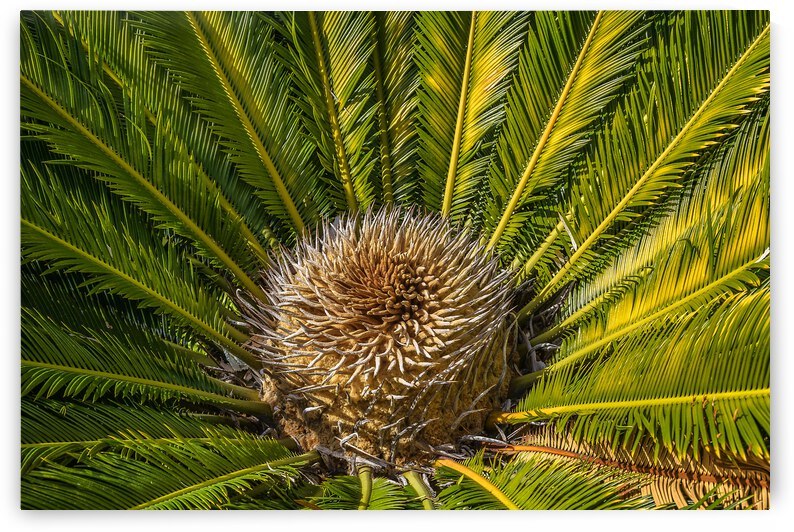 tropical plant center by Justin Richard Batten