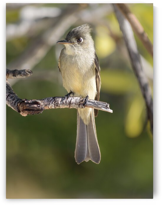 Small cuban bird branch 2 by Justin Richard Batten