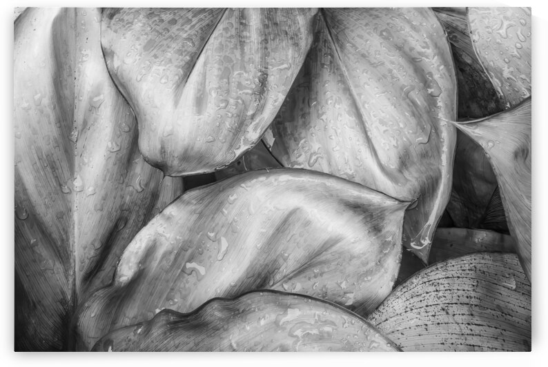 Wet Jungle Leaves closeup BW by Justin Richard Batten