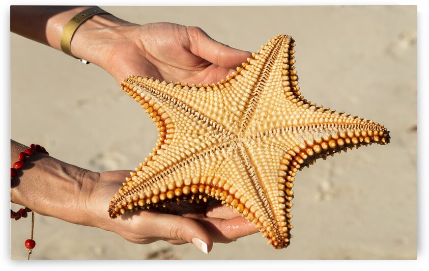 Starfish in womans hands by Justin Richard Batten