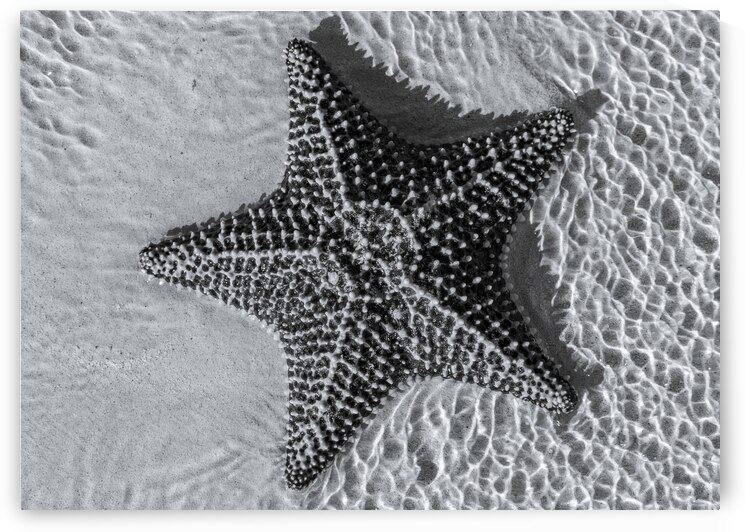 Giant starfish in black and white by Justin Richard Batten
