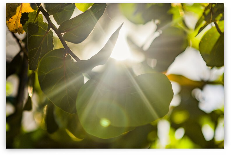 sun rays through leaves by Justin Richard Batten