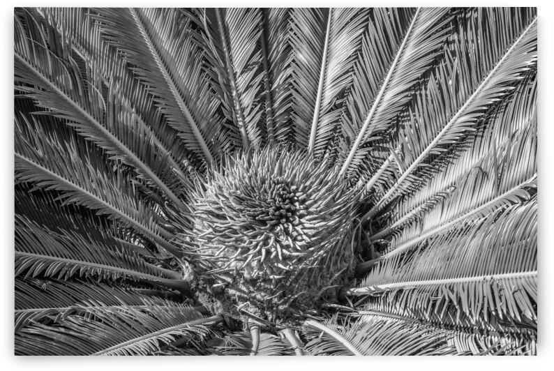 tropical plant centre-bw by Justin Richard Batten