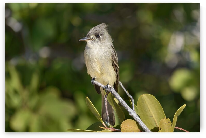 Small Cuban bird branch by Justin Richard Batten