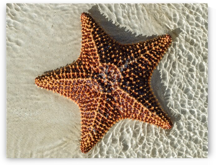 Giant Starfish on beach in ocean by Justin Richard Batten