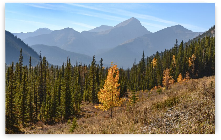 Bluerock Wildland golden tree by Justin Richard Batten