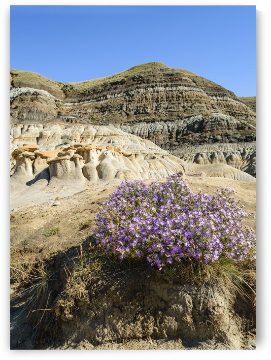 Hoodoos rocks with purple flowers by Justin Richard Batten