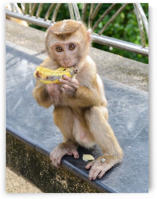 Baby Thai monkey banana by Justin Richard Batten