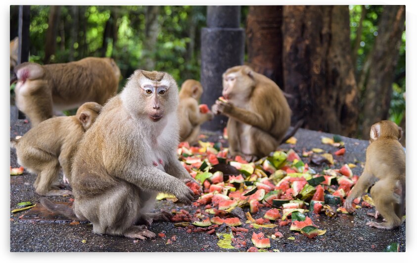 thai monkeys eating watermelon by Justin Richard Batten