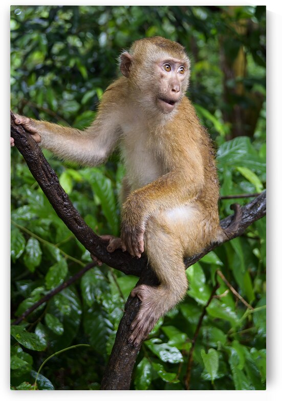 thai monkey 3 by Justin Richard Batten