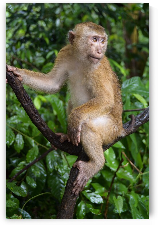 thai monkey 4 by Justin Richard Batten