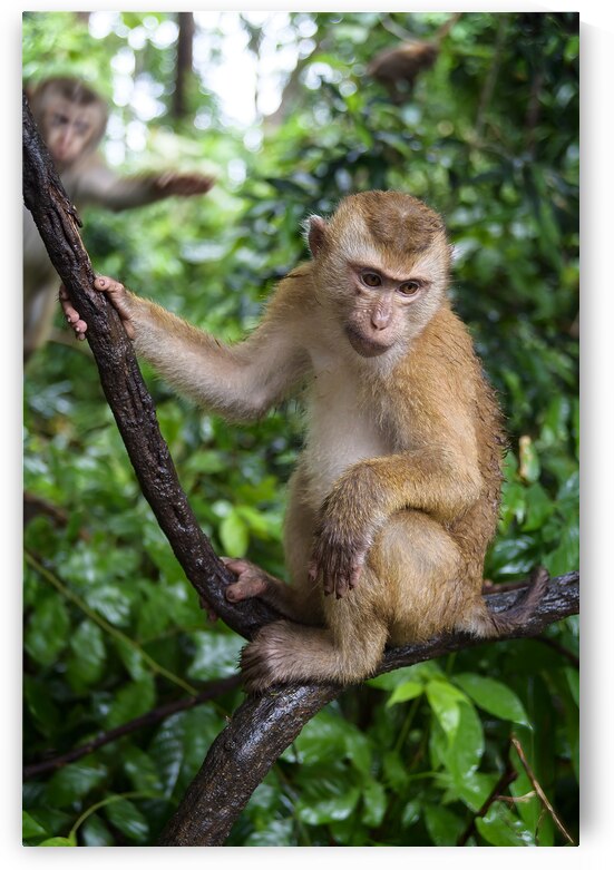 thai monkey 2 by Justin Richard Batten