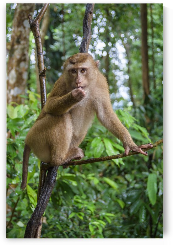 thai monkey 6 by Justin Richard Batten