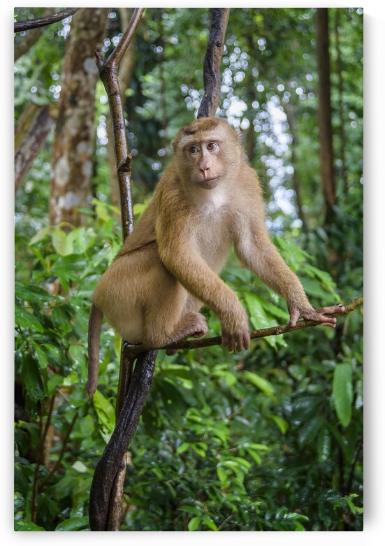 thai monkey 7 by Justin Richard Batten
