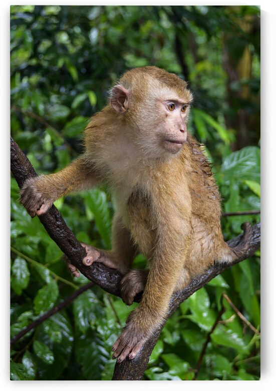 thai monkey 5 by Justin Richard Batten