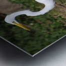 Great white Heron in Cuba Metal print