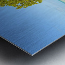 Mangrove on Cuban beach 2 Metal print