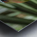 Mot Mot  Clock bird 2 Metal print