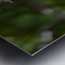 Small Cuban bird branch Metal print