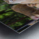 thai monkeys eating watermelon Metal print