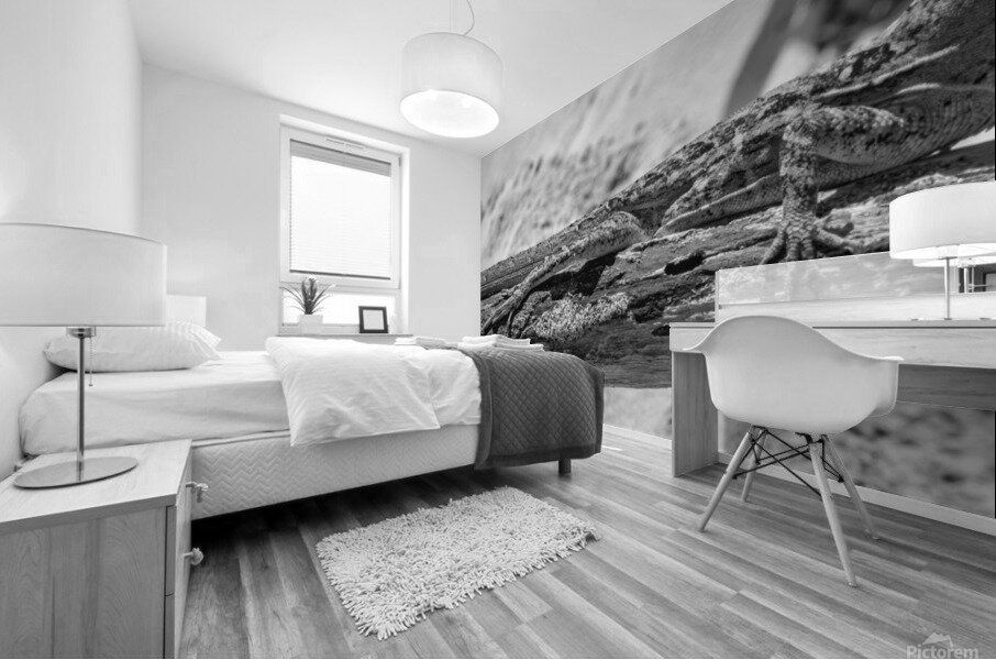 Cuban brown anole in black and white Mural print