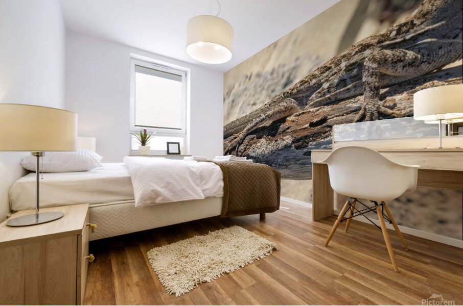 Cuban brown anole on branch Mural print