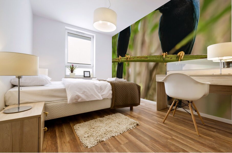 Two Yucatan Blue Jays Mural print