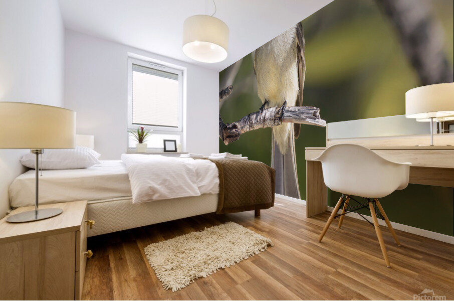 Small cuban bird branch 2 Mural print