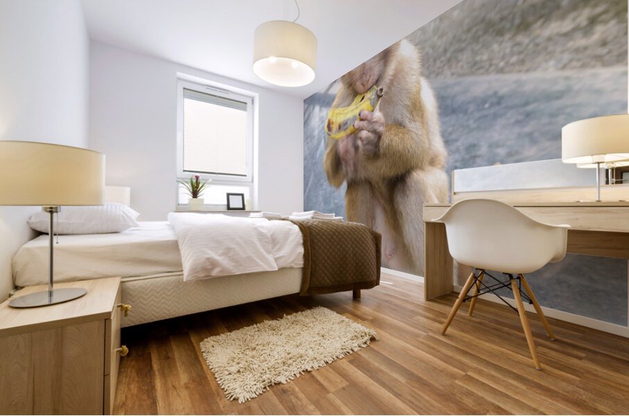 Baby Thai monkey banana Mural print