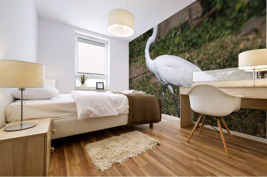 Great white Heron in Cuba Mural print