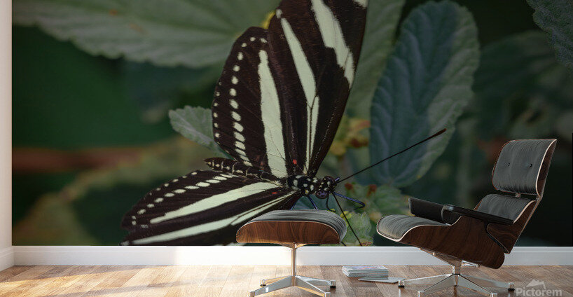 black and white butterfly Wall Murals