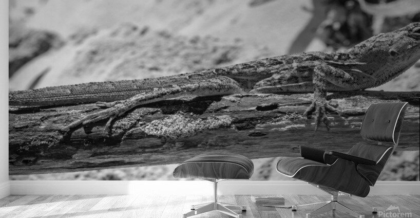 Cuban brown anole in black and white Wall Murals
