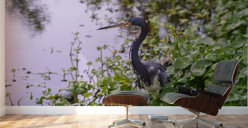 dominican black & white herring Wall Murals