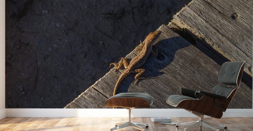 Gecko Anole on boardwalk Wall Murals