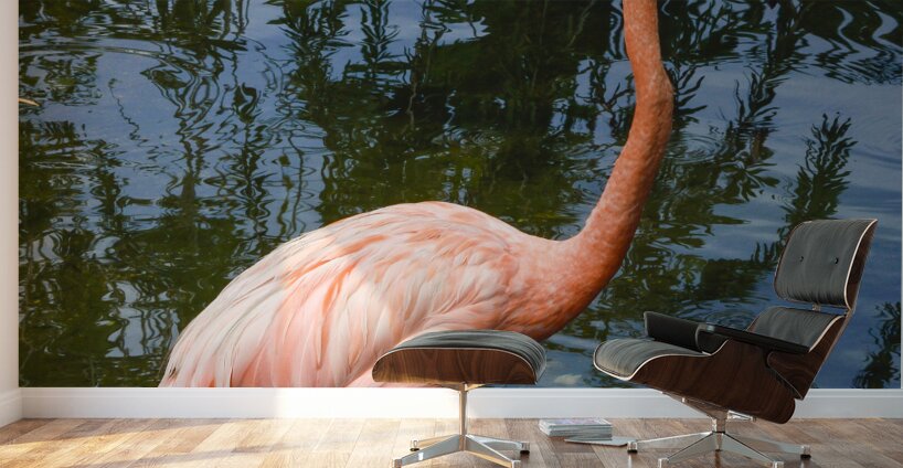 Pink flamingo in pond Wall Murals