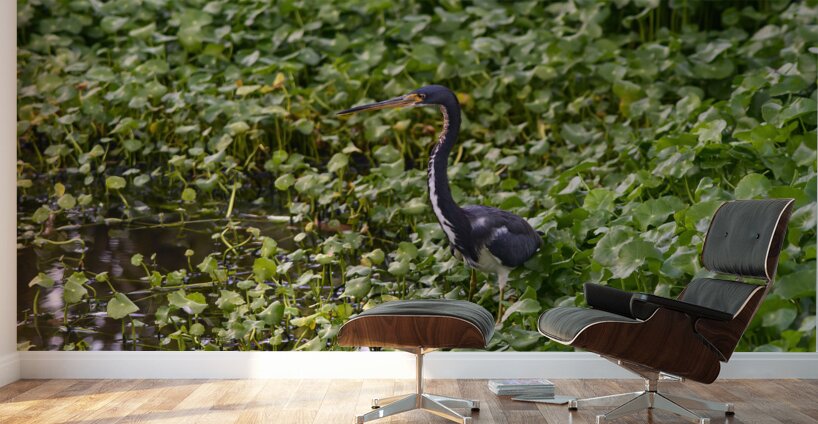 dominican black & white herring 2 Wall Murals