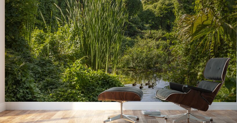 Ducks in a jungle pond Wall Murals