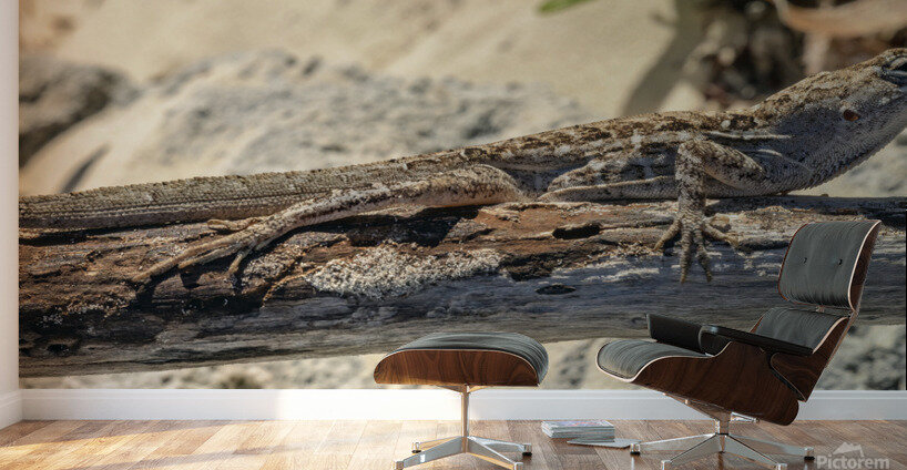 Cuban brown anole on branch Wall Murals