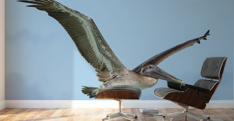 Pelican Cuban - 9 Wall Murals