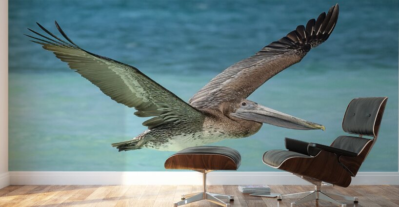 Pelican Cuban - 10 Wall Murals