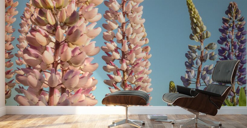 Colourful Lupins in bloom Wall Murals