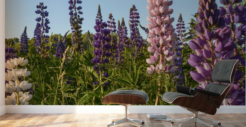 Colourful Lupins in Bloom 4 Wall Murals