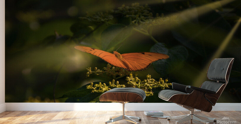 orange butterfly sunrays Wall Murals