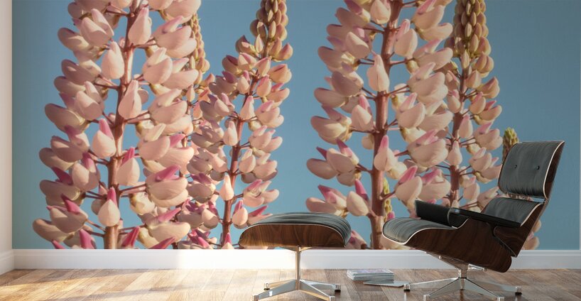 Colourful Lupins in Bloom 2 Wall Murals